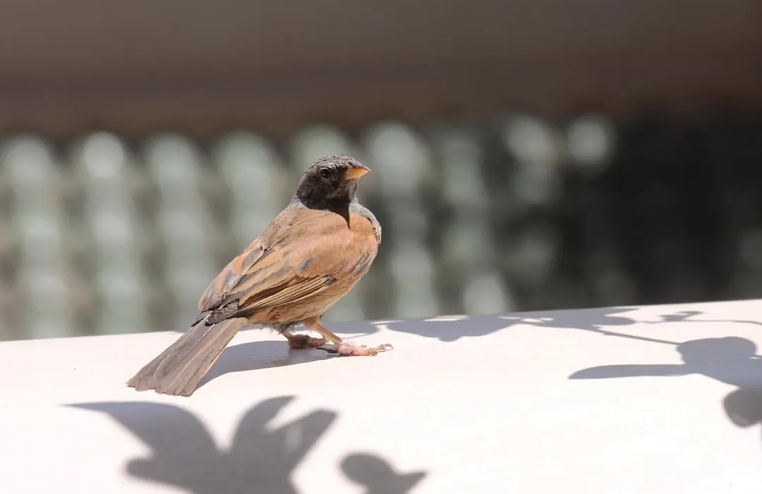 Riad Lunja-1